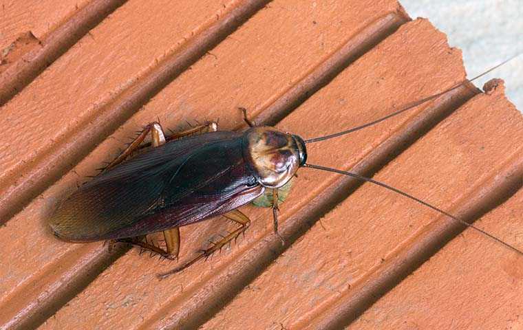 cockroach on a deck
