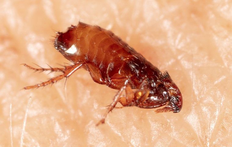 What You Need To Know About The Fleas That Live In San Antonio ...