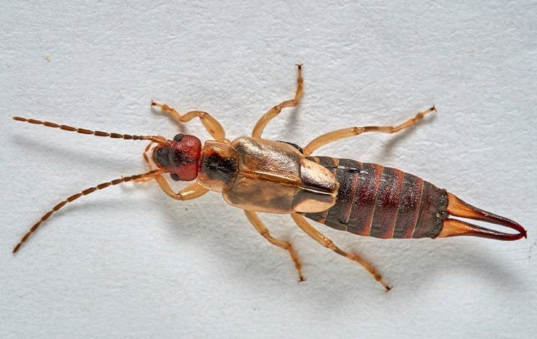 Are You Struggling With Earwigs In Waco? | EnviroGuard Pest Control