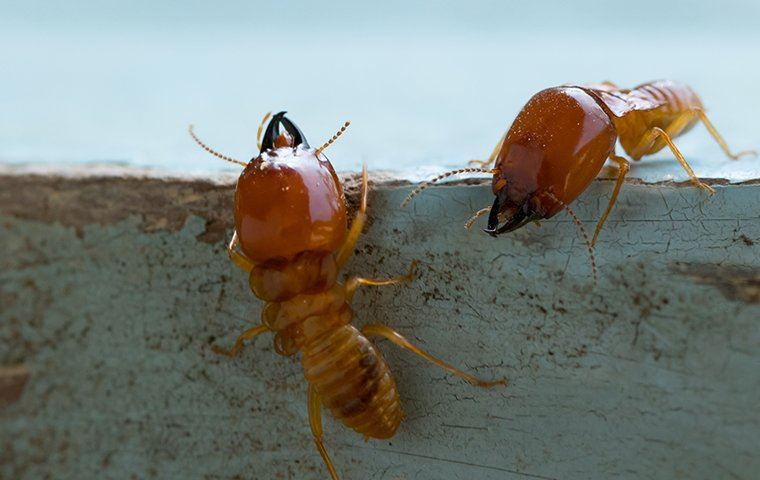 two termites crawling on a counter