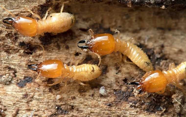 four termites on chewed wood