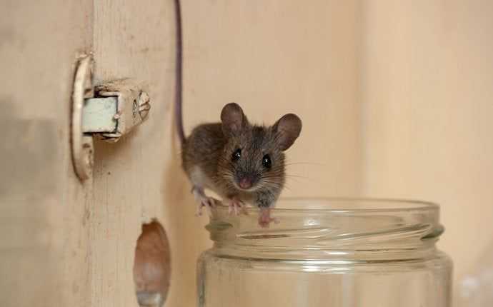 a house mouse in a kitchen